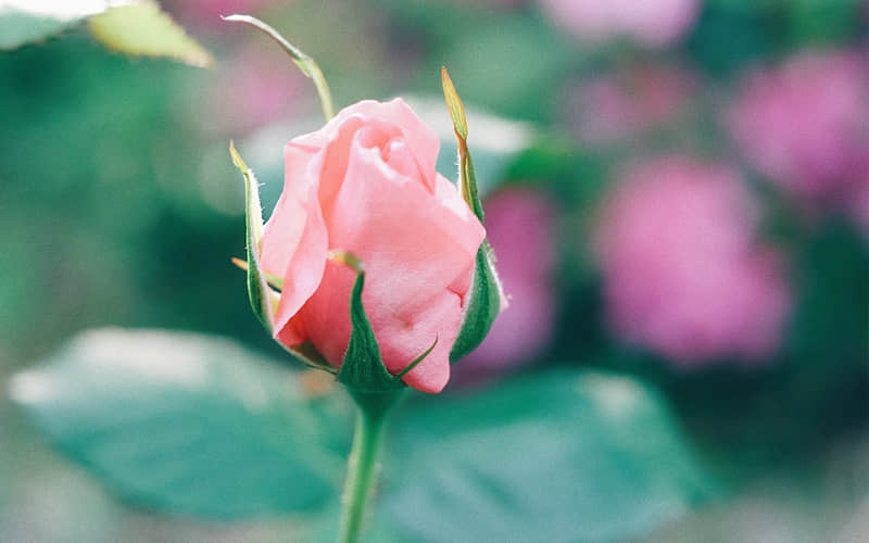 �����öԷ����������ÿ�Ƿ��ľ���