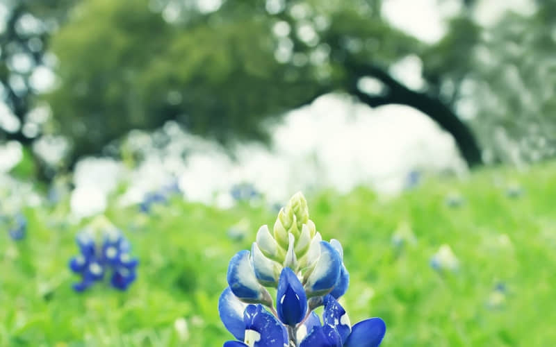 ?.?????������졫�簲��ֲ���ڣ�����Ԫ��������һ�죬���������������ػ�~