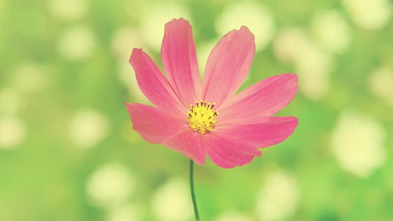 ������Ų��µ�Ů��??