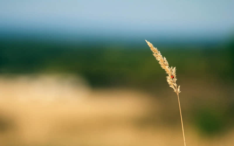 ��ĳ��˲�����ѵĻ�����������