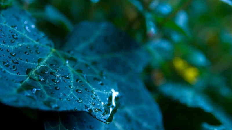 ���ɼ� ������