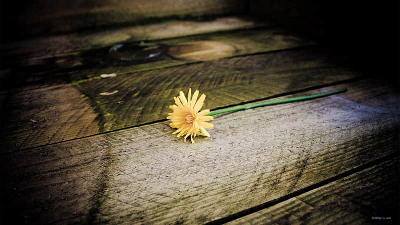 ɽˮ��������Ī��"