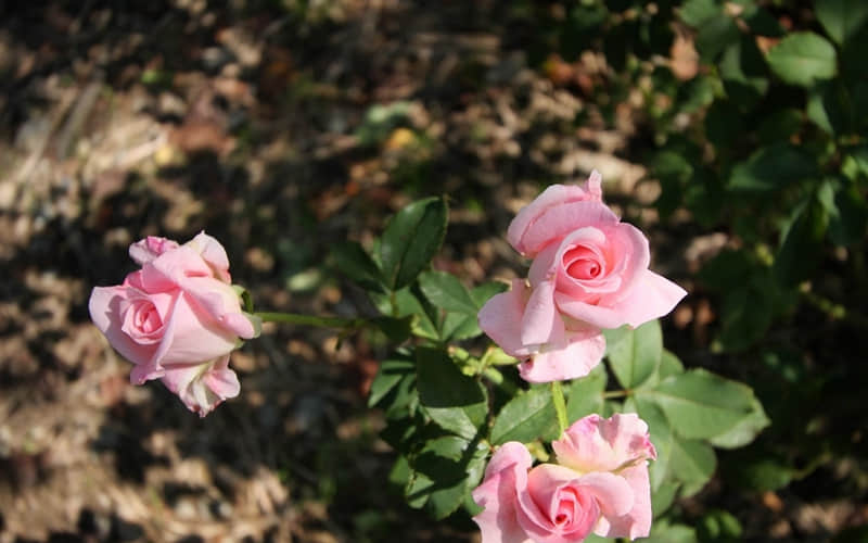 �ʺ�4��5�������ڷ��ľ���