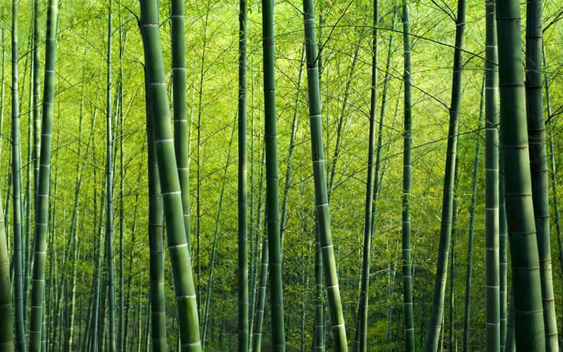 ��һ���������������Ʒ�