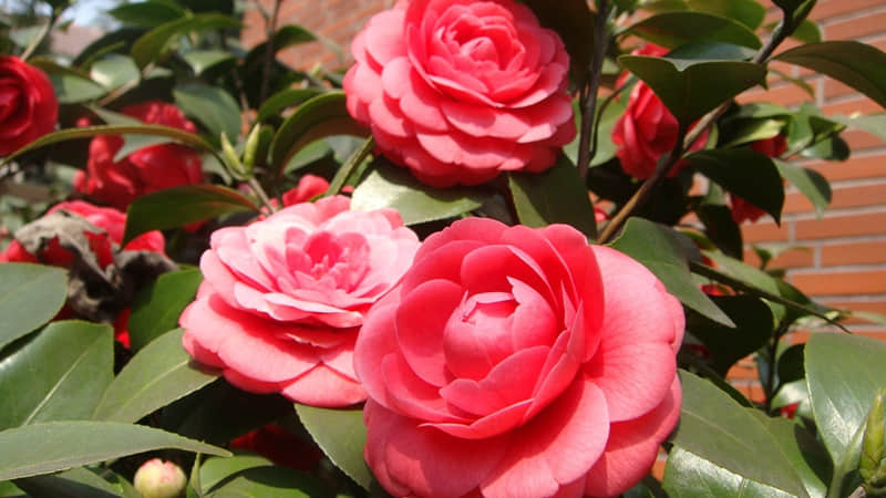 ��Խ��ô����Խ�̲�ס��ϵ��