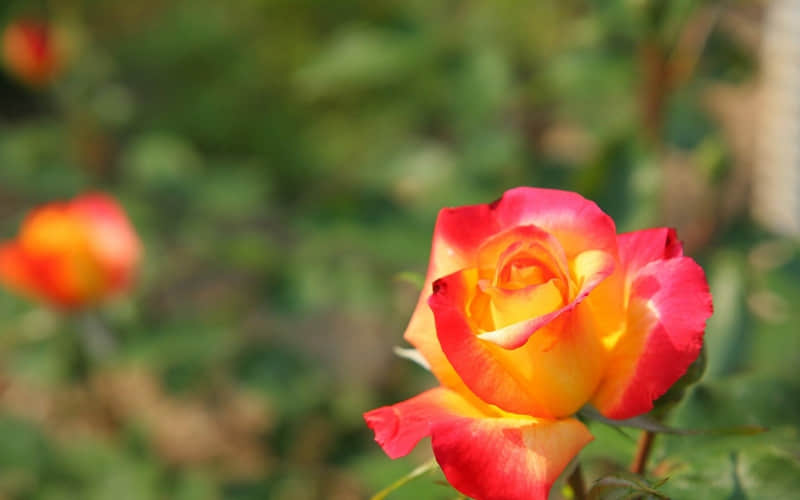 4��.��һ�۾ͺ�ϲ��������Ȧ�İ�