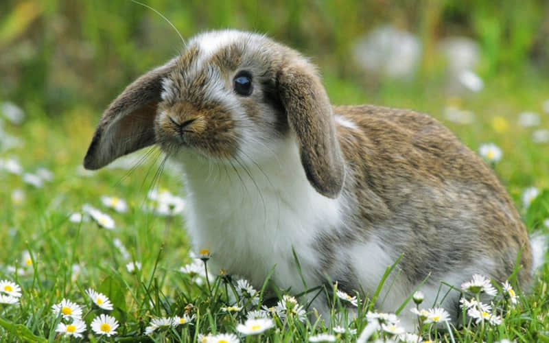 ���İ�һ��͹���