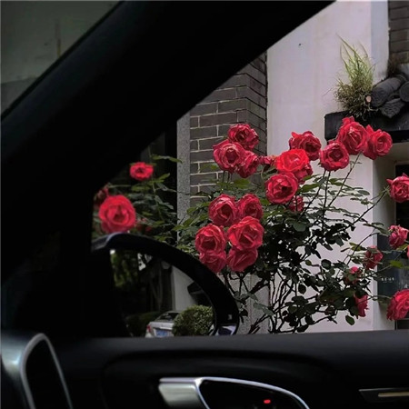 �չ��������ǳ��˸�Ů��(��ѡ100��)