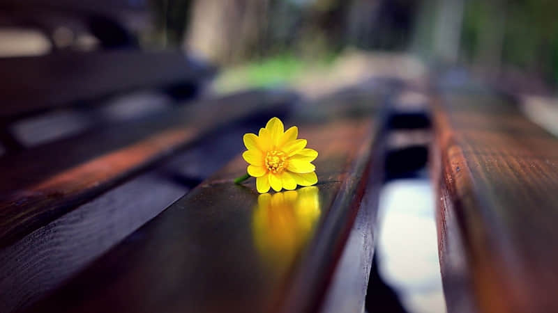 ÿ��һ��һ�ܳ�Ϊ��ĬС����