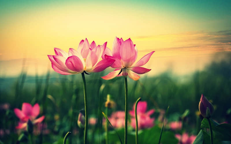 ��Ȼ�Ķ�����������