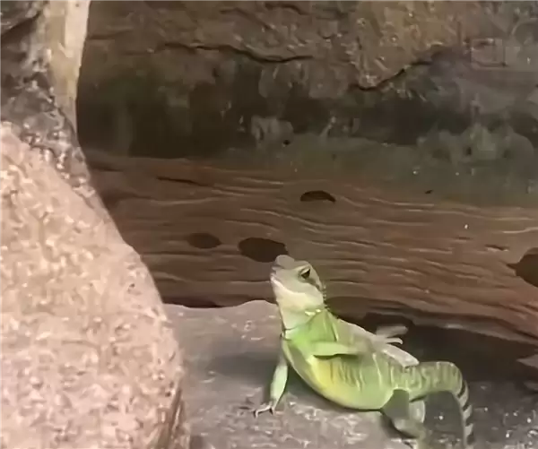 ��������һ�������ߺ죺�����οͻ���ִ��к� �����罻ţ��