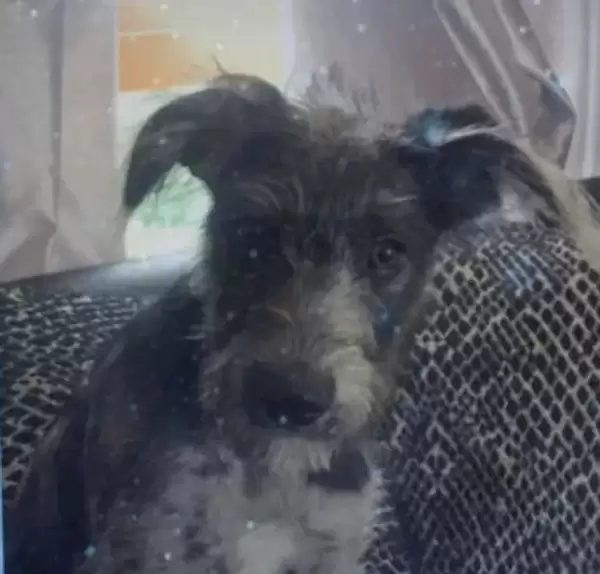 ������ļ�ͥ��Ա�ѱ� Ӣ��19����Ů������7�����Ȯҧ��