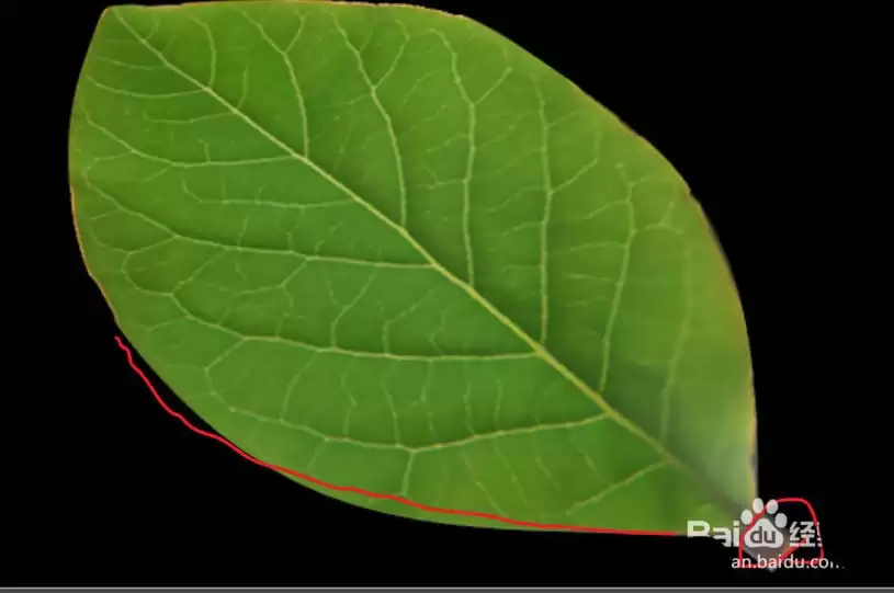 MaxonCinema 4D��Ҷģ����ô������ͼ