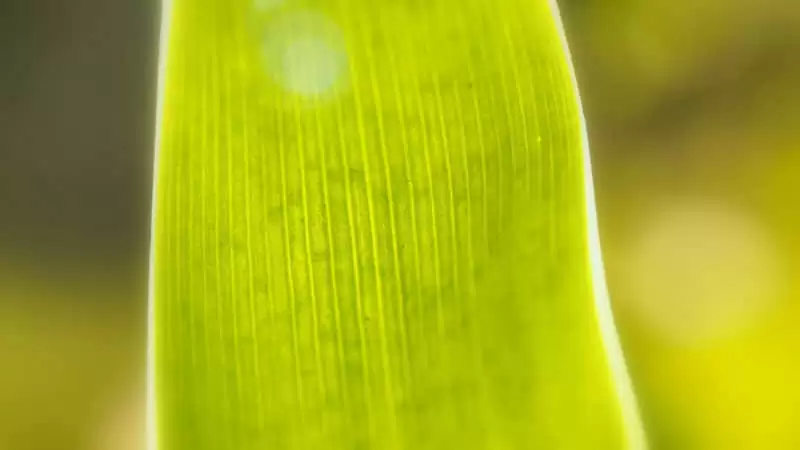 ֵ�÷����ղص�����Ȧ�İ�