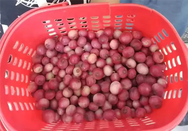 ����ɫ��ݮ������400Ԫһ�� �������屶��ϵҥ��