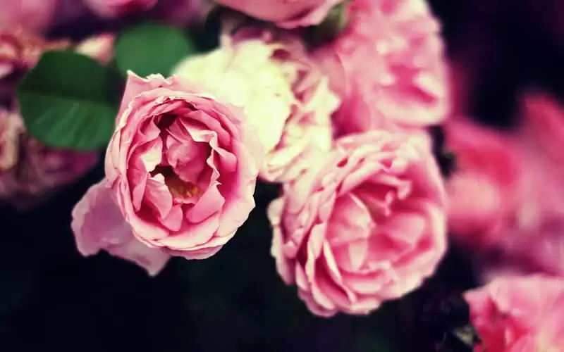 ��������������Ȧû�����������