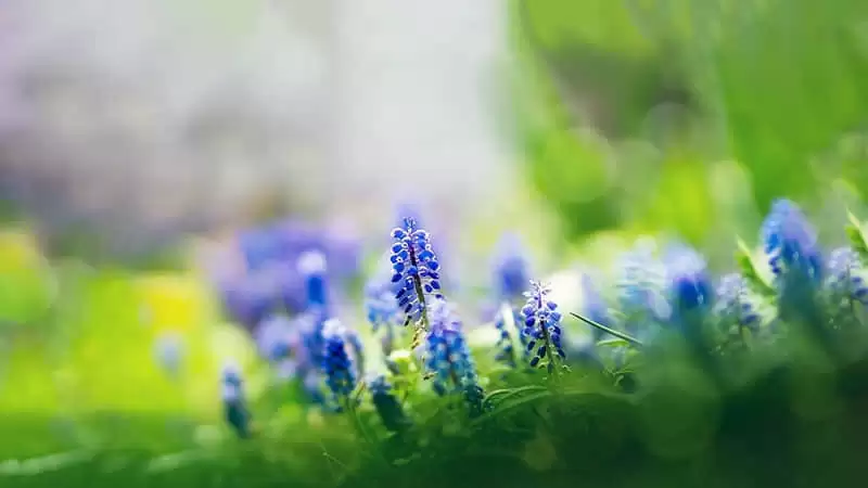 ����Զ�Ѳ����Ķ����컨���İ�
