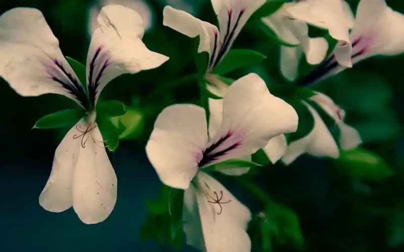 ��䲻�����������������ͷ