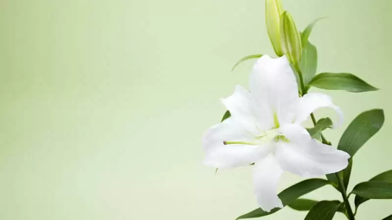 ���˿��ƺܴ���ʵ�ʺܵ��۵ļ�����Ϊ