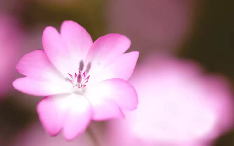 ��˼��˵�ø߼�������