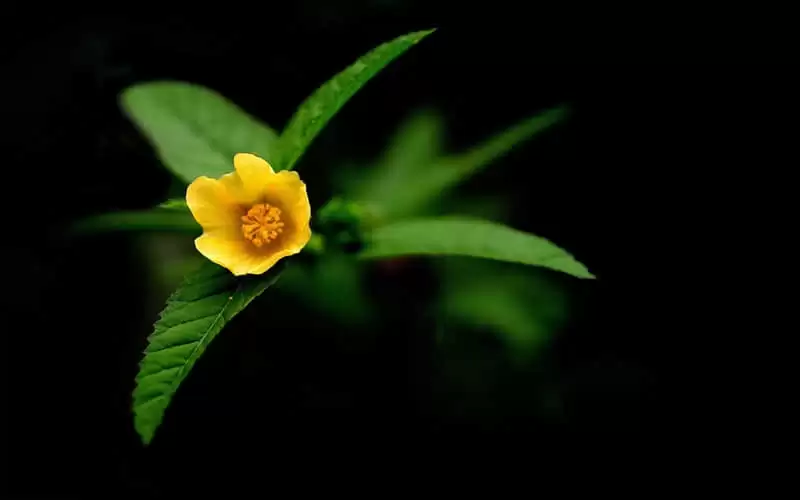 ����ζ�黰�������������ĵľ���