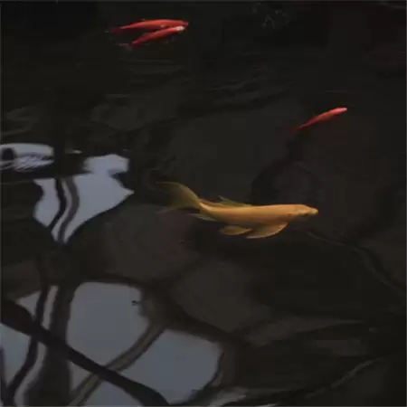 �˸�����������ȫŮ��(��ѡ100��)