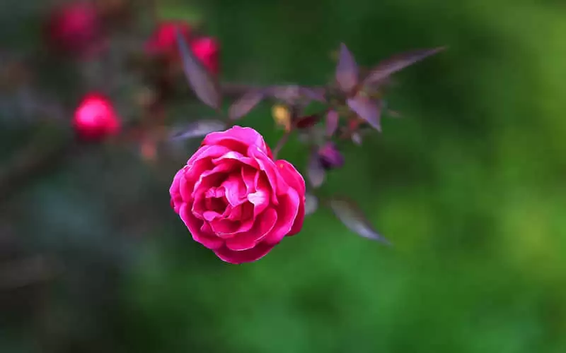 ��ĬŮ�˷��ĸ�Ц����