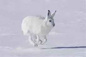 ������ëɫ���������ʲô�ô�-�����ö���ëɫ�������ʲô