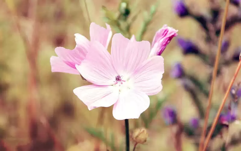 Ů�˷ǳ����۵�8����Ϊ