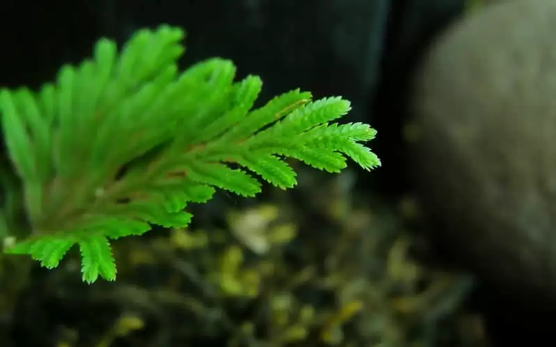 ɹ������Ƭ����Ȧ��������