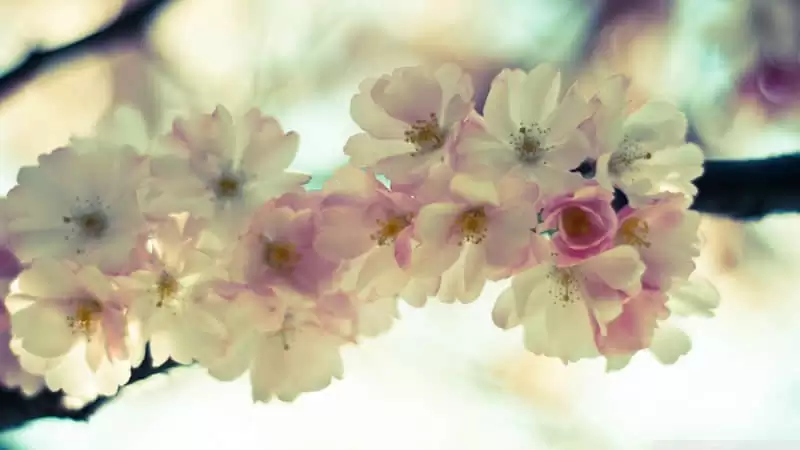 520�����İ�������ô��