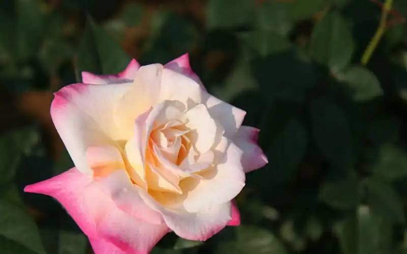 520����Ȧ��ô��ҪЦ����