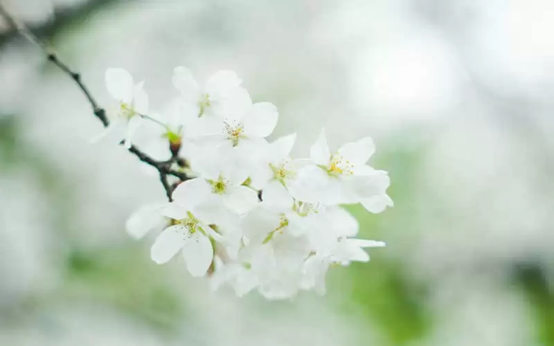 ÿ�챳һ�����º��Ϊ��Ĭ��