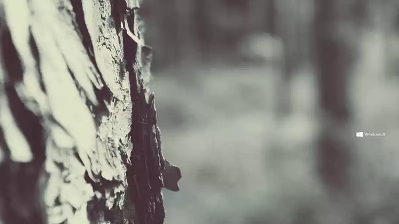 ���������������ϵ�͵һ����ըŮ���ѵı�ע