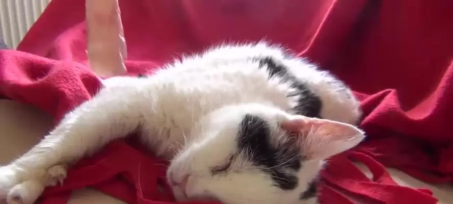 װ�������˰�װ���ý̳�һ��������������