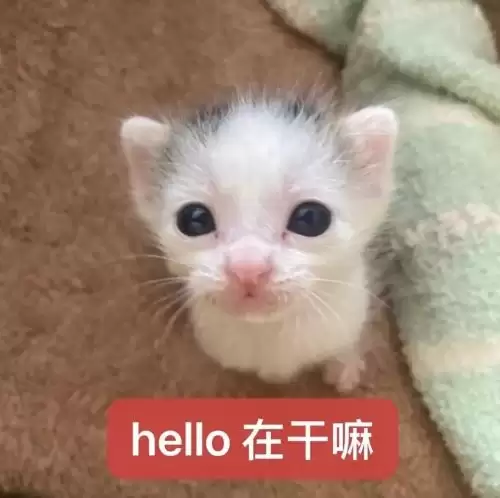 ���ȿɰ�����С��è������Ƽ��ϼ���ѡ