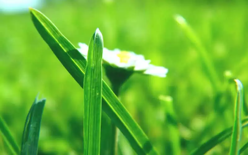 ÿ�챳һ�����³�Ϊ��Ĭ��
