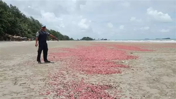 �������ɫ���㳦��������̩����̲��ǧ��������۾���Ϲ��