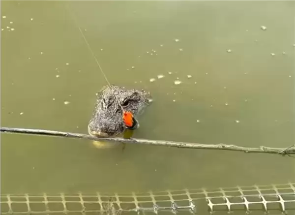 ���յ��Ѵ�������������� һ�ͳ�ȥ��������ͷ�� ���˺�����������