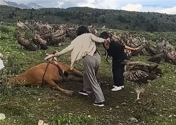 ����Ů�ο����Ϸ�ʳ������ͺ�� ���ػ�Ӧ����Ӧ��Ϊ��Ԥ