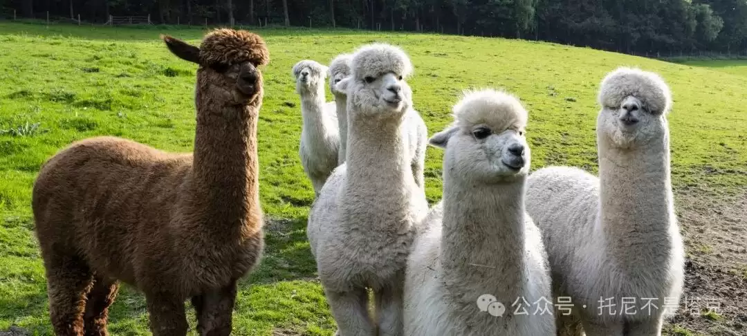 Windows���ش��㿪ʼ������ǿ��Դģ��Llama3��ϸ�̳�