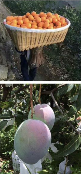 �ú͹�԰ V1.0.0 ׬Ǯ��