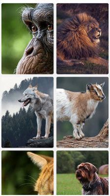 ��è������׿�ֻ����°����� v2.1.1