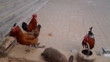 ���������¹���VS��׶����������桿